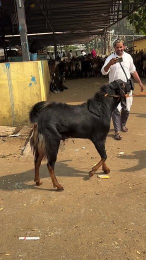 #goatfarm #bhattidairyfarm #bhattifarm #cattlefarm #agriculture #foryou