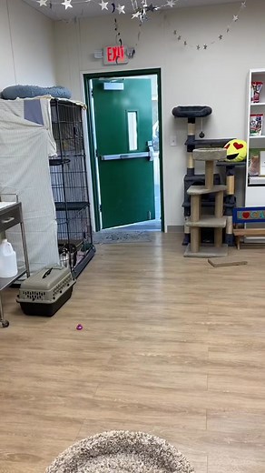 Great Moments in Cat History with Royal Claire Cattery