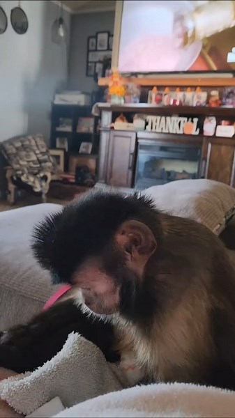 How can some monkeys use tools 🐒 // #monkey #animal