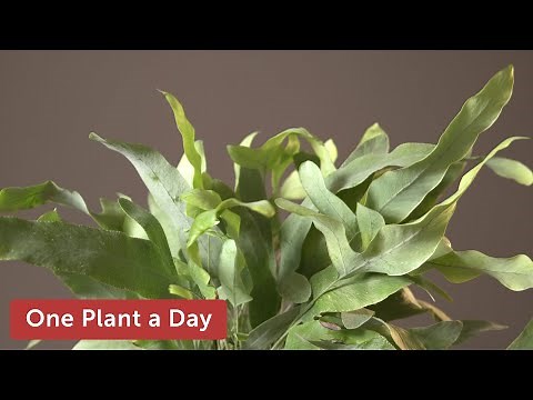 Phlebodium aureum (Blue Star Fern) Houseplant Care — 225 of 365