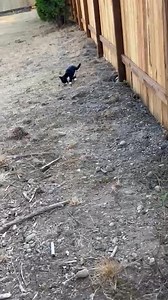 I MISS Thumper so much!! Her and Junior were my buns losing them sucked! Junior was almost 9 years old…. I pray that they’re happy wherever they are! With unlimited Zumiez and Binkies with no pain. Hey that sounds pretty good to me too! God Bless | Tina Hanson