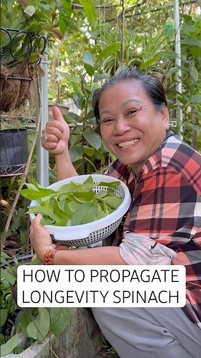 How to propagate your own longevity spinach! #spinach #veggies #superfood #mealprep #gardening