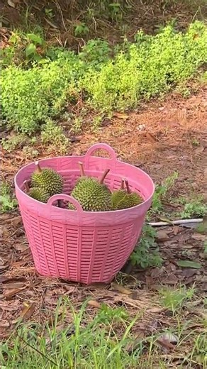 ช่วยเขาแบกทุเรียน #คนบ้า