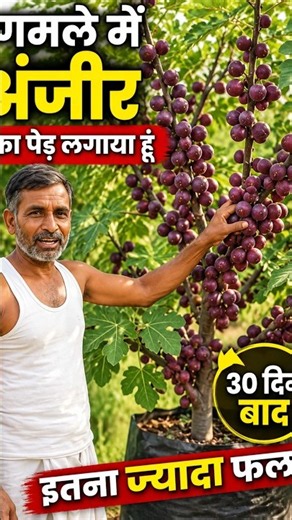 How to Grow Figs in a Pot at Home | Fig Tree Growing from Cutting 🌱🌿#plants #shorts#fyp#farming