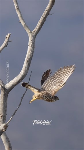 A Merlins failed attempt to catch a Dragonfly. . . . #merlin #birdsofprey #birdsofinstagram #reelitfeelit #failedattempt #dragonfly #wildlife #bird_watching | Ta2020photography