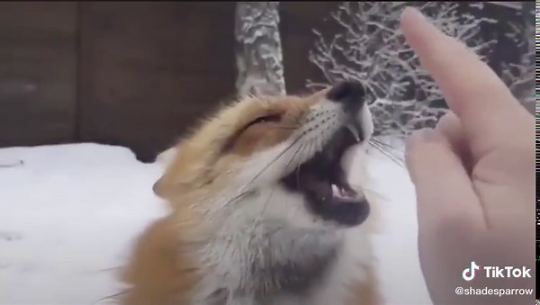 What Happens When You Boop a Fox: A Cute Encounter
