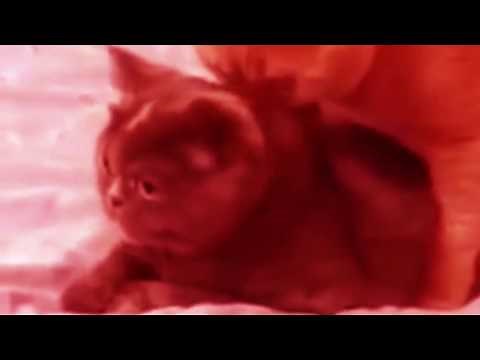 cat scream earrape
