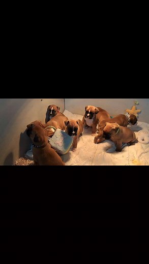 4 semaines pour les bébés Boxer . . . #boxerdugers #elevagechien #occitanietourisme #boxer #devinelapersonne #bonheur #boxerdog #dog #boxerdogsofinstagram #boxerpuppylove #boxerofinstagram #boxerpuppies #everyone #occitanietourisme #gers #kouloukoulou #boxer #boxerdog #friends #DogLifestyle Des Santins de Guédès | Boxer du Gers