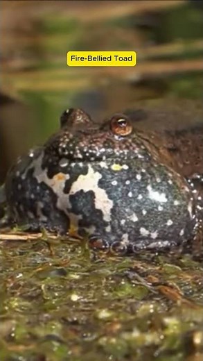 Fire Bellied Toad’s Sound in Nature🐸 #original #frog #birdsong #naturesvoice #birds #wildanimals