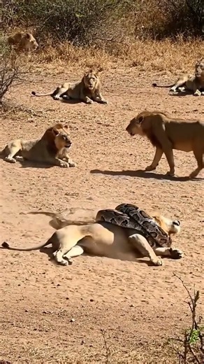 Giant Python Attacks Lion in Front of the Pride! Can the King Be Saved? #Python #Lion #Pride
