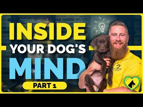 How Dogs Think | Inside the Mind of Man’s Best Friend