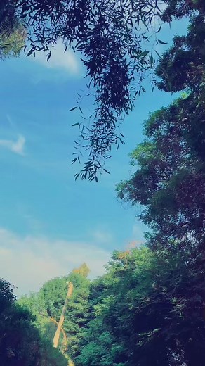 Exploring Diverse Tree Foliage in Natural Settings