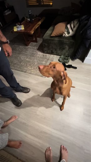 ✋🏼#vizsla