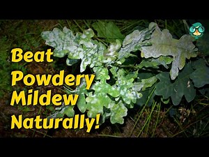How to Get Rid of Powdery Mildew on Plants | How To Treat Powdery Mildew | Powdery Mildew Treatment!