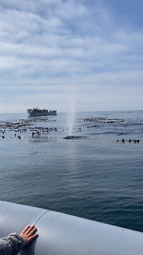 Back on the Water with Grey Whales. Read the full story here: Read the full story here: https://buff.ly/J4MsBzs This is an encounter from 2023 | Whale Tales