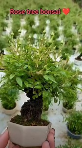 259K views · 2.3K reactions | Rose tree bonsai ❤️#rose plant # gardening | Happy gardening | Facebook
