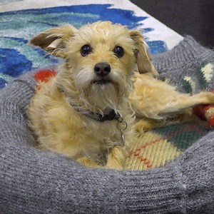 16M views · 8.4K reactions | Upcycle your old sweaters into a bed for your pet!  | Critter Crafts | Facebook