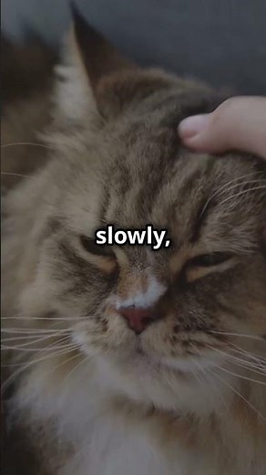 Cat Talk Decoded: The Ultimate Guide to Feline Communication!