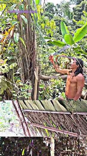 Making home is 🛖🌿 #traditional #skills #plants #amazon #jungal #waorani