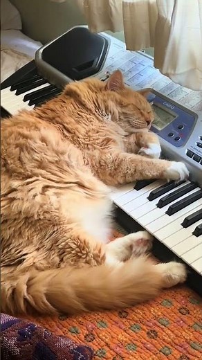 He’s playing the piano foot pedals in his dreams #catoftheday #cat #kitten #cutecat @casiocatgeorge