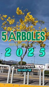 6 Árboles Nativos del Norte, Centro y Sur de México✅🌳🌲🍃‼️👏Like y comparte #arbolesnativos #sustratosorganicos #curiosidades #ARBOLADO #plantassilvestres #ArboladoUrbano #guayacanes #arboles #NuevoLeonMexico #oaxacamexico #republicamexicana #México | El Arborista Sigiloso