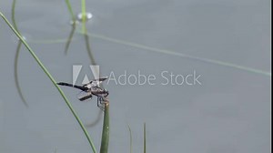 a frog attacking and eating a dragonfly on the lake