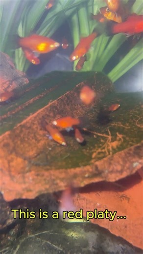 Do You Know What Fish This Is? | Red Platy Fish