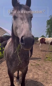 2.4K views · 48 reactions | There’s more to horses than just riding.  See all of our adoptable companions at: https://www.kyeac.org/category/companion #HorseRescue #kyeac #adoptdontshop #companion #companionhorse #adoptacompanion #adoptme | Kentucky Equine Adoption Center | Facebook