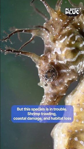 Marine Biologist Reveals FAST Color Changing Secrets of Seahorses