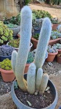 how to propagate silver torch cactus.