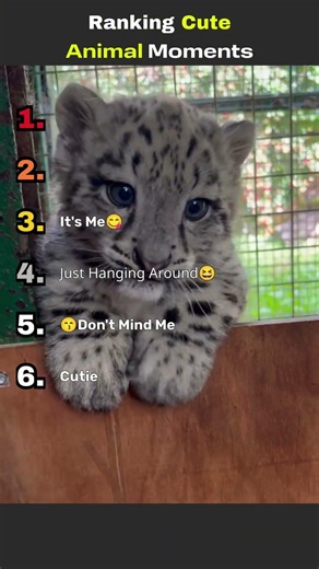 Ranking Cute Animal Moments