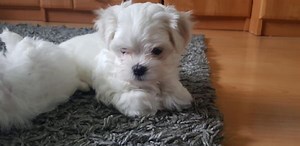 Regalo Maltese da Privato a Bolzano Maltese mini Toy 03/11/2025