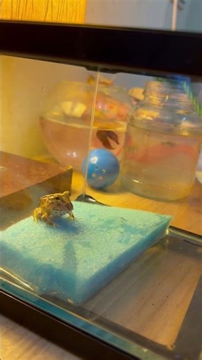 Frog Eats Little Fish!? Cute but Kinda Savage 🐸🐟