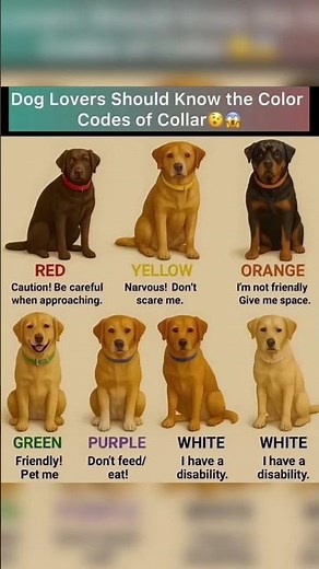 “Dog Lovers Don’t Know These Collar Colors 🐶💡 (This Could Save You & Your Pet)”