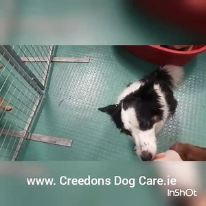 Sit, Ubu, sit. Good dog. | Creedonsdogcare.ie | Facebook