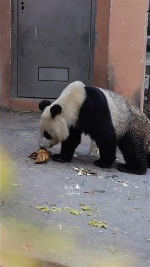 Meet Rongshuo's Dad: Emotional Reunion in China