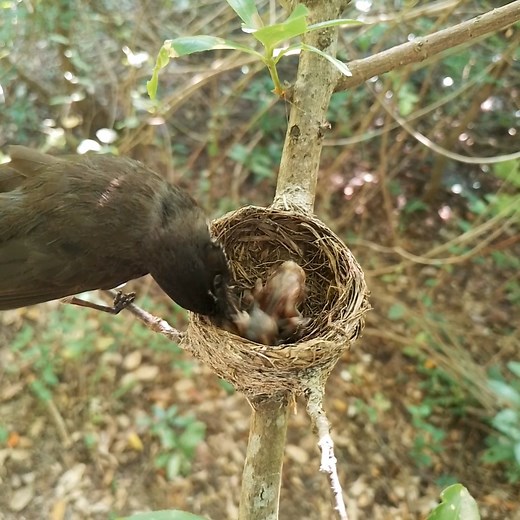 #Malaysian pied fantail Birds Breeding in the nest | Review Bird Nest