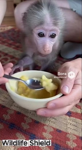 Man Rescues Injured Baby Baboon and Reunites It With Its Mother