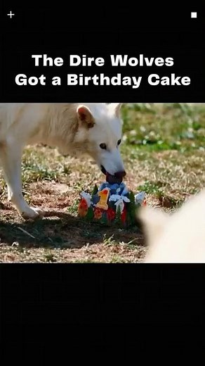 The Dire Wolves Got a Birthday Cake