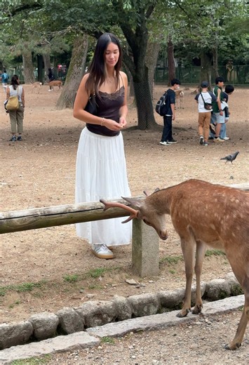 Bowing Deer in Nara Park — How Rice Crackers Make Them Bow