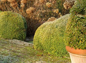 Taille et plantation : le lonicera nitida, alternative au buis