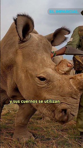 Cría de rinoceronte blanco nace en cautiverio