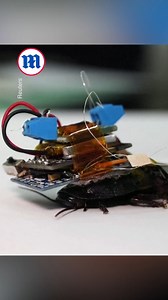 10K views · 51 reactions | These scientists are making cyborg roaches! 荒 | Daily Mail Video | Facebook
