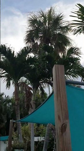 palm tree removal