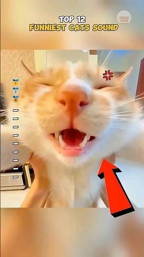 Top 12 FUNNIEST CAT SOUND