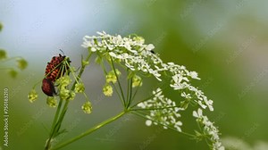 Graphosoma lineatum is shield bug in family Pentatomidae. Body is almost round, with large shield. Basic color of upperside of body is red or orange yellow, with wide black longitudinal stripes.