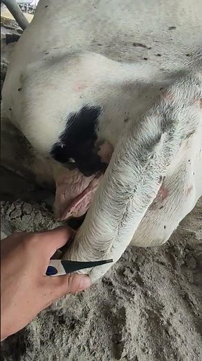 How to take temperature in animal || Taking temperature in bovine || Normal body temperature in cow