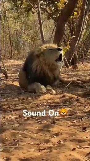Lion king Roaring 🔥🦁🔥🔥🔥 #lion #wildlife #animals #lionking #wildanimals