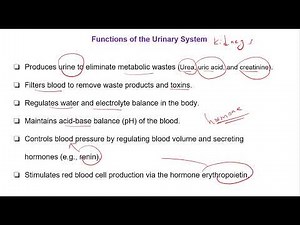 urinary system functions and organs