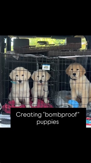 Young, old, bald, bearded, wheel chairs, cars, trucks, big birds flying overhead, sirens from emergency vehicles in the distance, people who love dogs but don’t make dogs obey the rules (sit for attention), people who know dogs and expect good behavior….pups experienced it all today. . Not that one is ever done socializing dogs, but I think I can check a whole bunch of things off my list of things to do with the pups, and maybe even slow down and breathe for a bit, instead of pushing myself so h